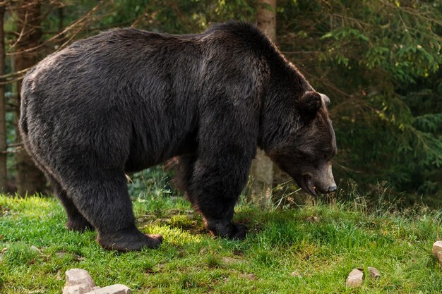 Brown grizzly bear in forest