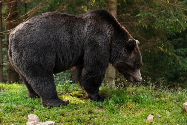 Brown grizzly bear in forest