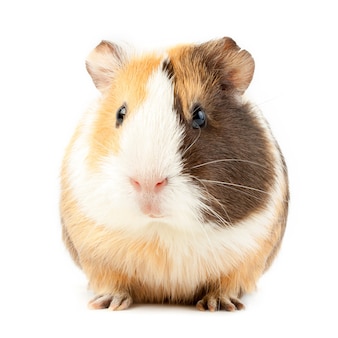 Brown guinea pig on white isolated