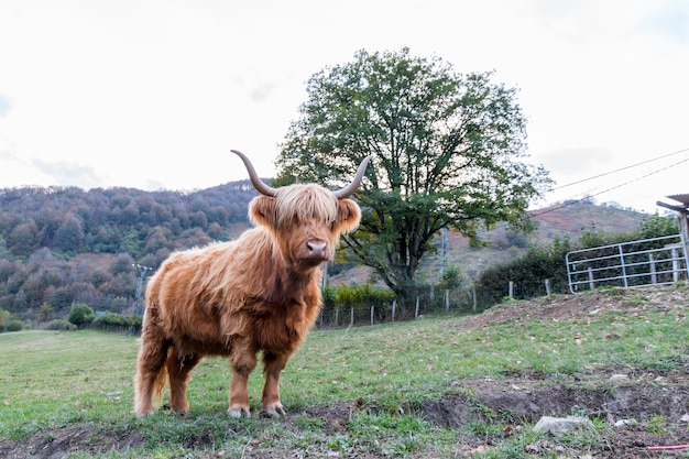 Brown hairy highland cattle with long horns standing on a field with a tree in the surface