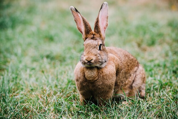 Brown hare with big ears sitting on green grass