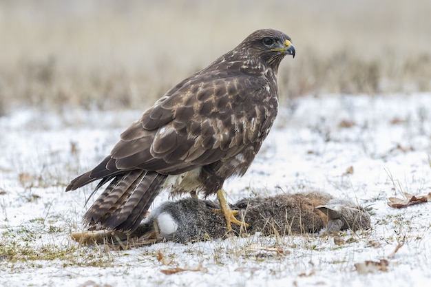 Brown hawk in a grassy field with a blurred space