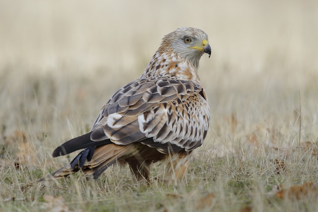 Brown hawk in a grassy field with a blurred space