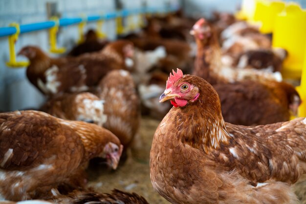 Brown hens in farm