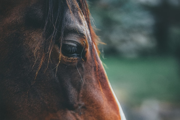 Brown horse in close-up