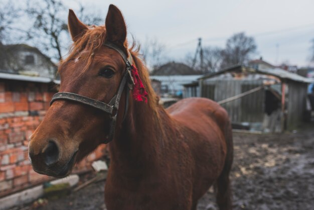 Brown horse on dirty yard