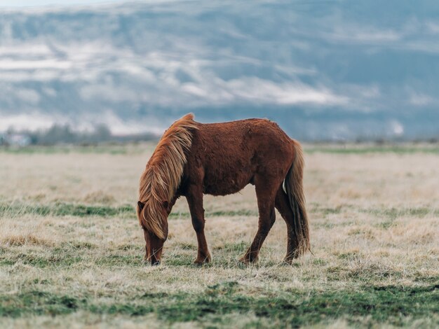 Коричневая лошадь в поле в окружении травы под солнечным светом