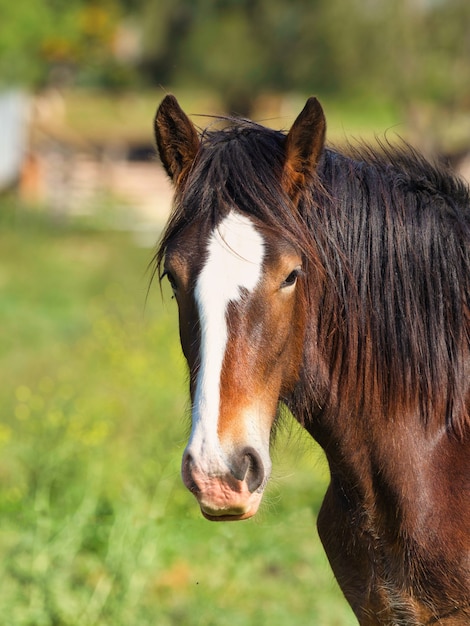 日光の下で緑に囲まれたフィールドで茶色の馬