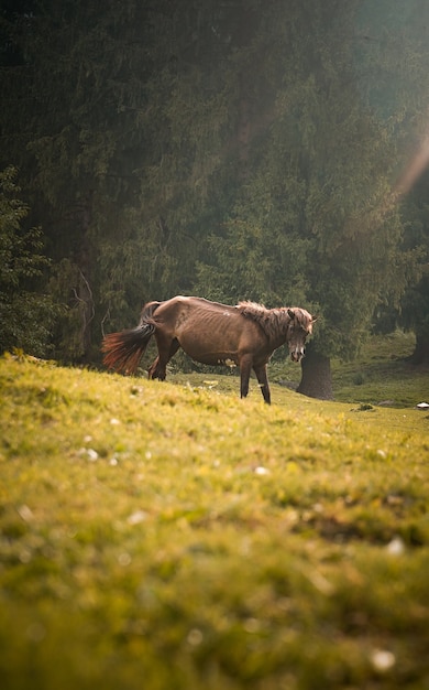 Brown horse grazing in a green field