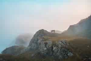 Free photo brown horse grazing on the mountain penas de aya in oiartzun, gipuzkoa, spain