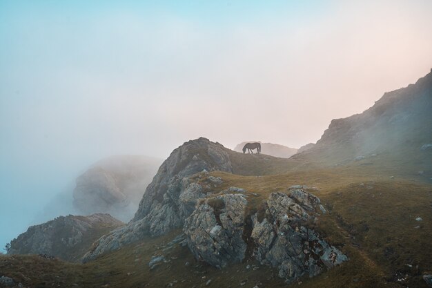 Brown horse grazing on the mountain Penas de Aya in Oiartzun, Gipuzkoa, Spain