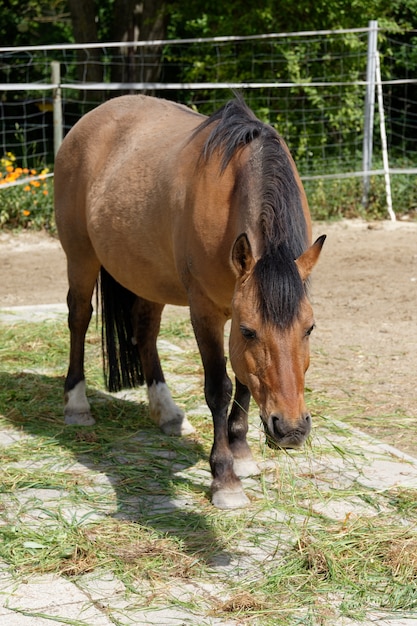 Brown horse grazing on the pasture in a farm