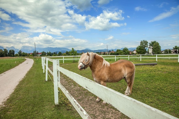 Бесплатное фото Коричневая лошадь на сельскохозяйственных угодьях, окруженная деревянным забором под пасмурным небом