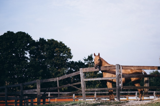 Brown horse at ranch