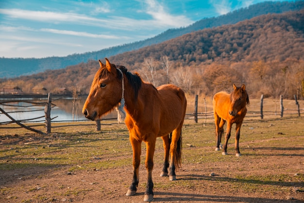 Brown horses in the farmland across mountains