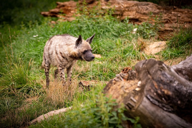 動物園の自然に見える生息地を歩くカッショクハイエナ飼育下の野生動物美しい犬と肉食動物ハイエナブルネア