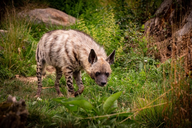 動物園の自然に見える生息地を歩くカッショクハイエナ飼育下の野生動物美しい犬と肉食動物ハイエナブルネア