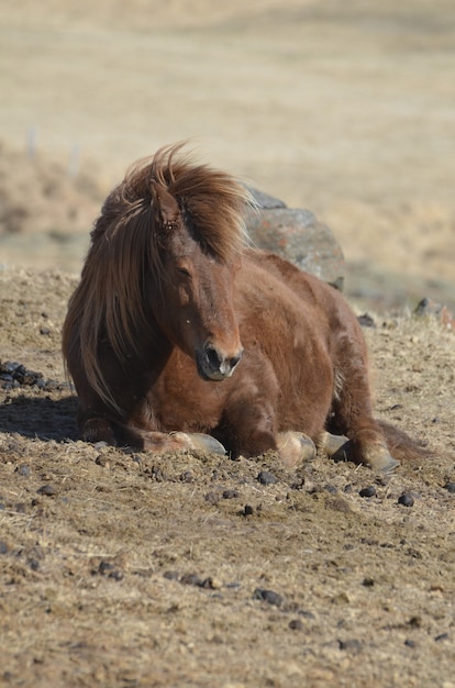 Коричневая исландская лошадь отдыхает на земле