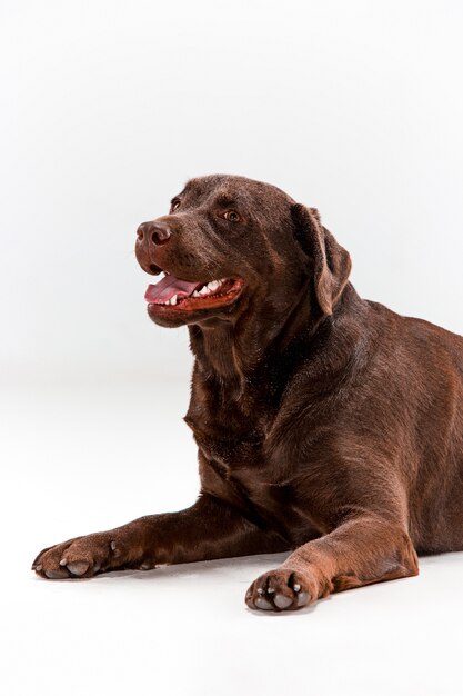 Brown labrador retriever posing