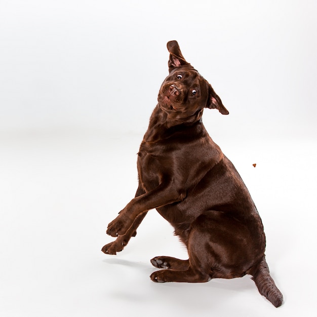 Brown labrador retriever posing