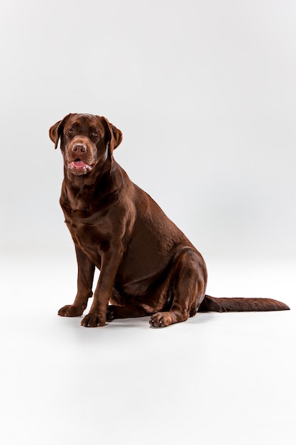 The brown labrador retriever on white