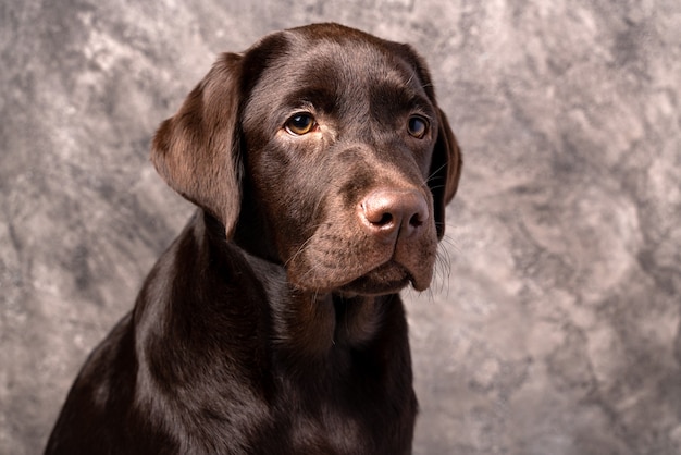 茶色のラブラドール、子犬の犬のスタジオ写真 プレミアム写真