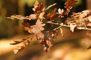 Free photo brown leaf