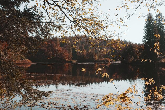 Brown leafed trees beside body of water