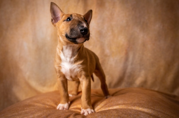 brown miniature bull terrier puppy looking up