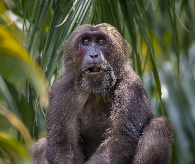 Бесплатное фото Коричневая обезьяна на зеленом листе