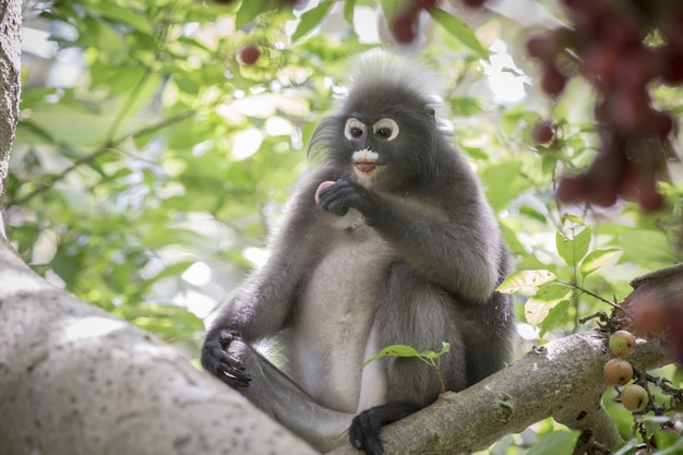 Brown monkey sitting on tree branch