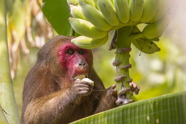 茶色の猿が木の上に座ってバナナを食べる