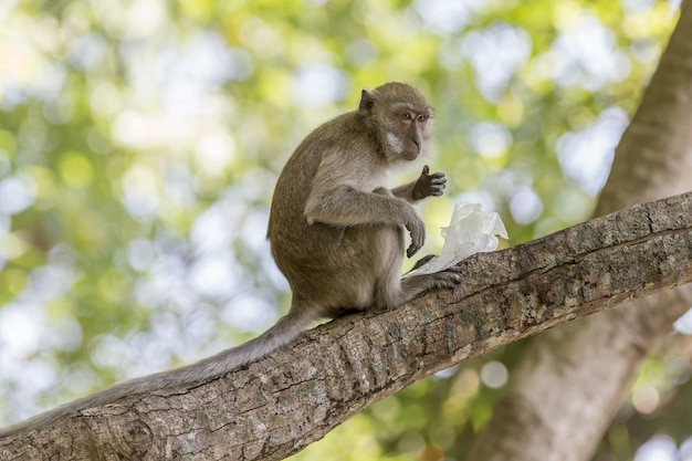 Brown monkey on tree branch