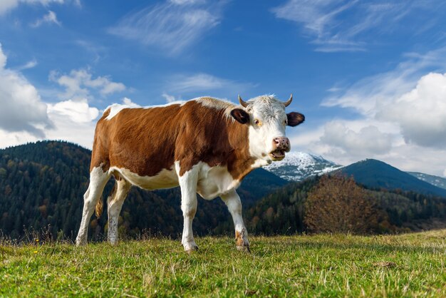 Brown mountain cows grazing on pasture in summer