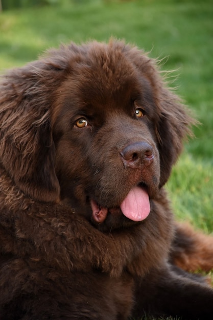 Brown Newfoundland pup with his tongue peaking out