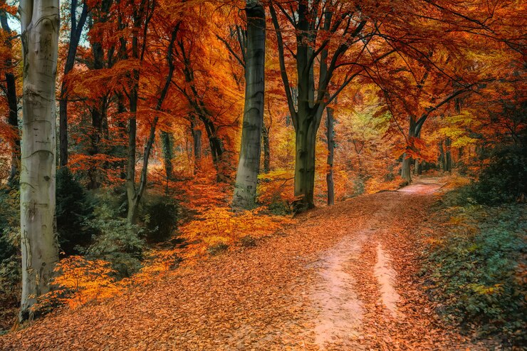 Brown and orange trees