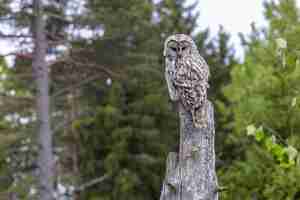 Free photo brown owl perched on brown tree branch