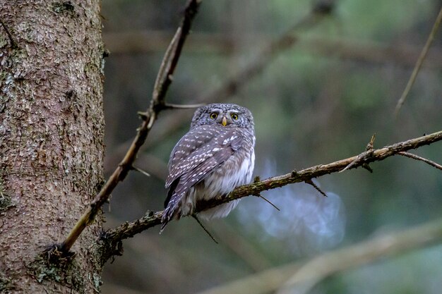 Brown owl perched on tree branch