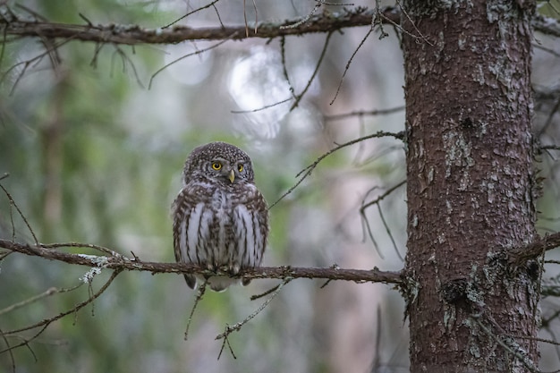 Brown owl perched on tree branch