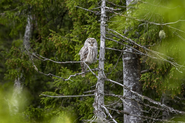 Brown owl perched on tree branch