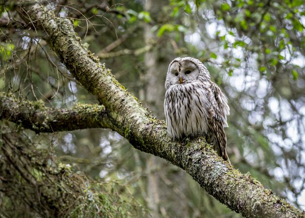 Brown owl sitting on tree branch