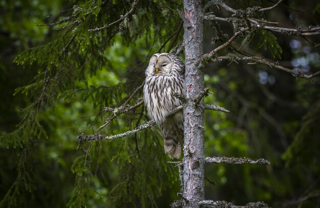 Brown owl sitting on tree branch