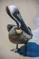 Free photo brown pelican at the beach on a sunny day