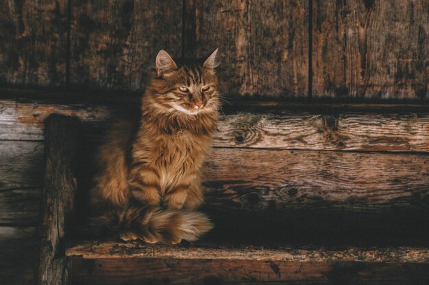 Коричневый персидский кот на лестнице