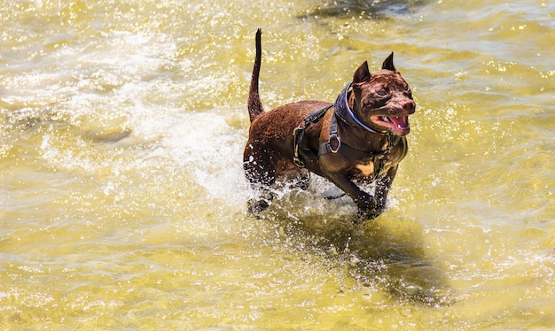 水の中を走っている茶色のピットブル犬