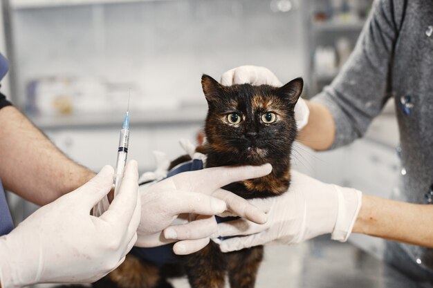 手術後の茶色の猫。動物への注射。注射でミトンに獣医