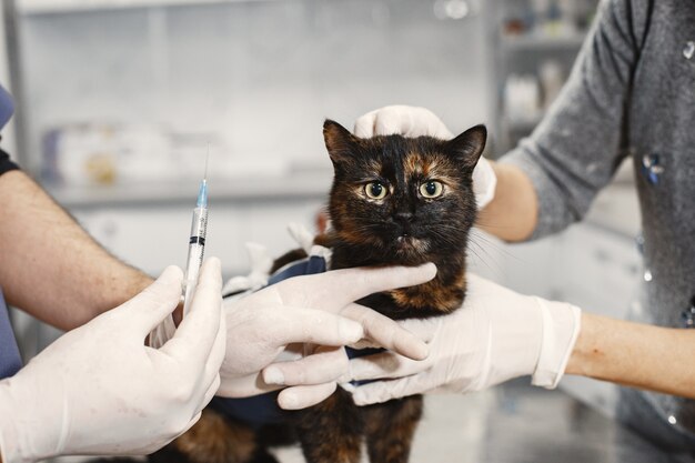 Brown pussy after surgery. Injection for an animal. Vet in mittens with an injection