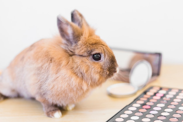 Brown rabbit and eyeshadow palette on wooden table