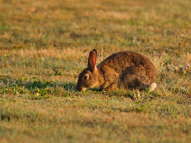 Brown rabbit in a field surrounded by grass under sunlight with a blurry background