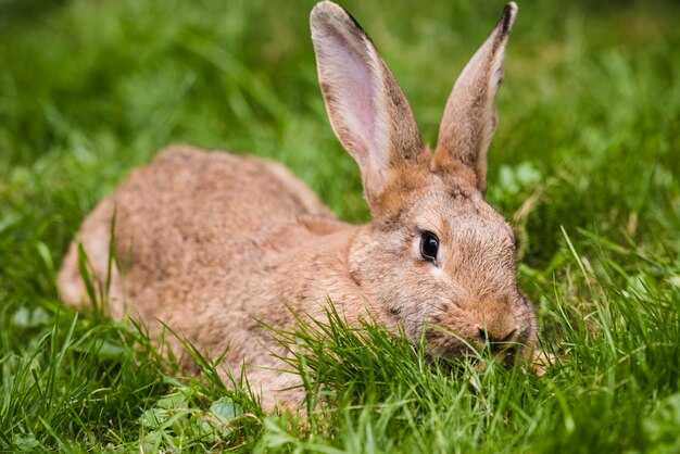 Brown rabbit on green grass in the park
